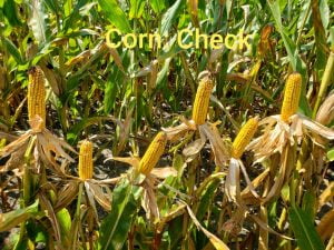 ALBIT® - Able Ag Solutions