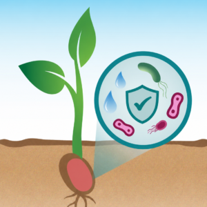 Seed Treatment